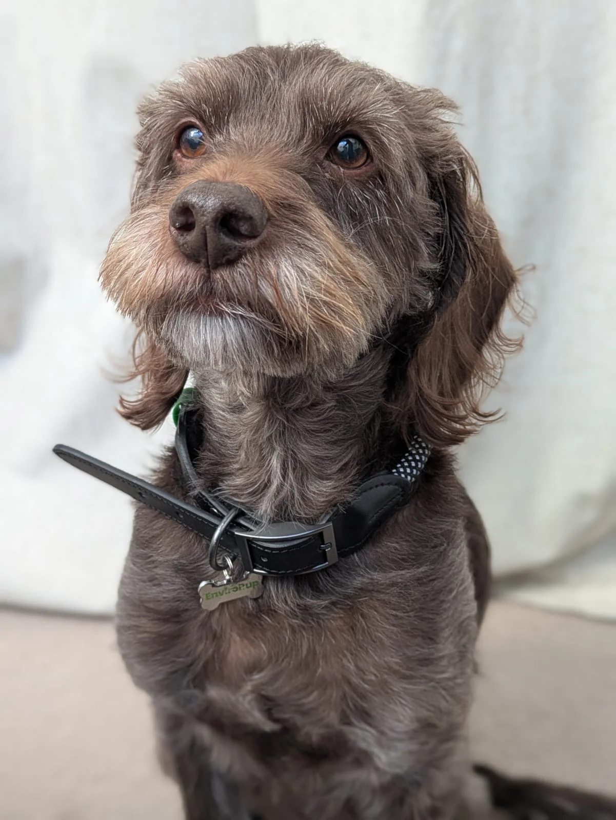 EnviroPup Classic Dog Collar – With Metal Tag - Image 3