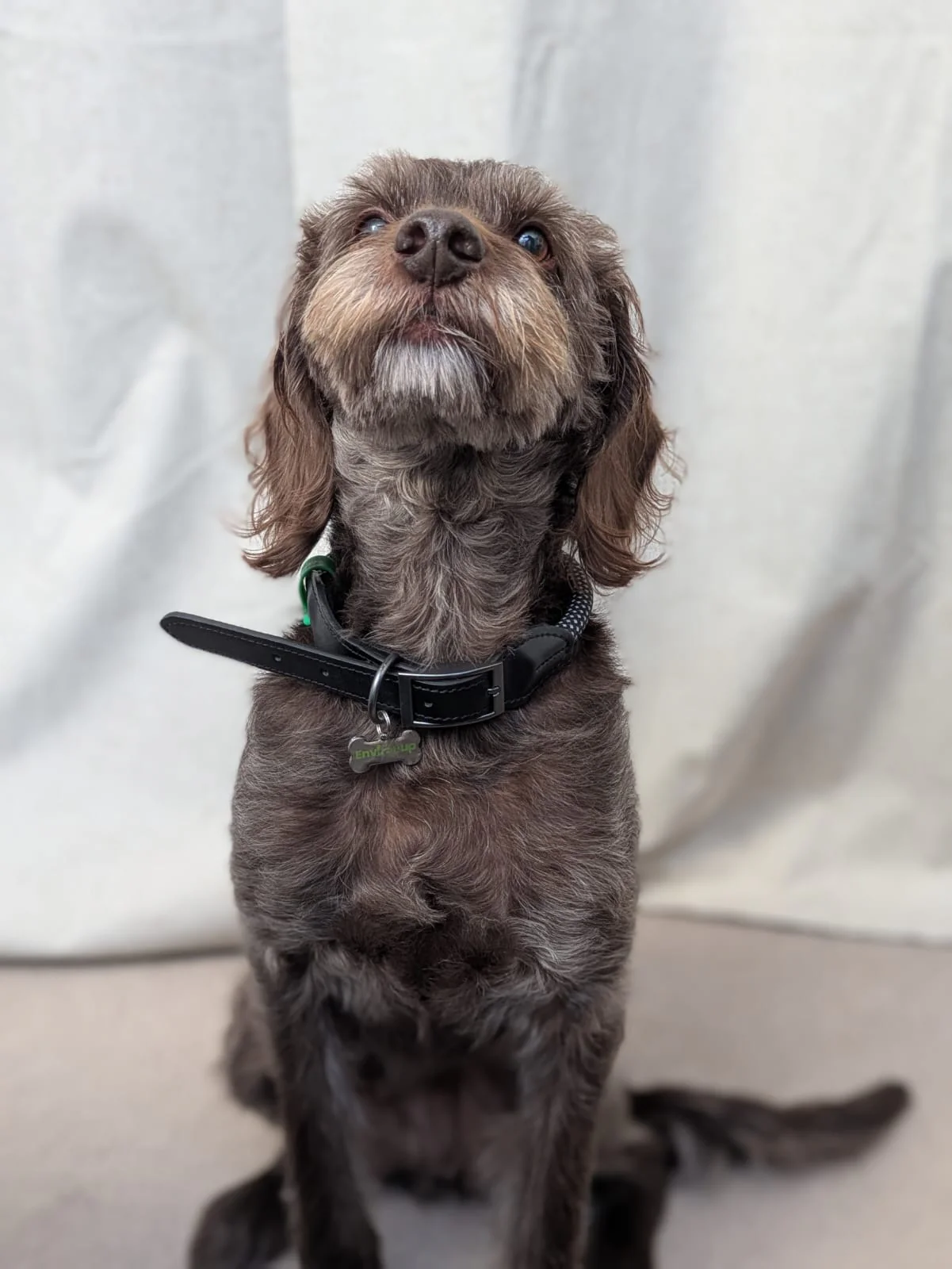 EnviroPup Classic Dog Collar – With Metal Tag - Image 4