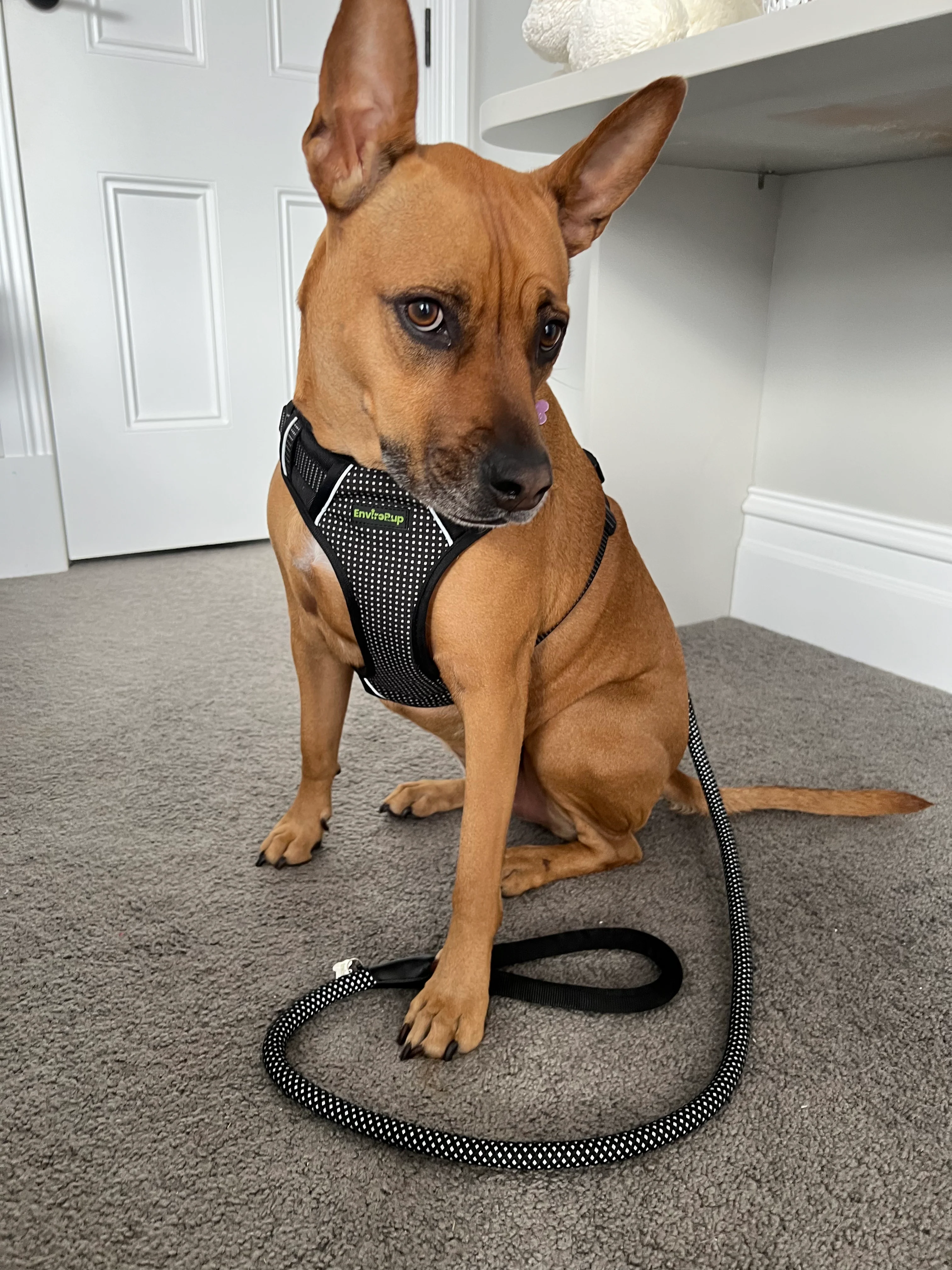 EnviroPup Classic Dog Lead – With Metal Tag - Image 3