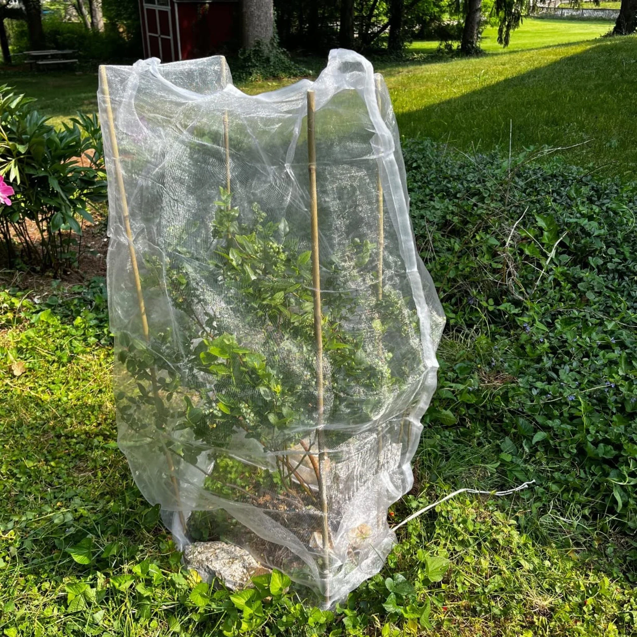 EnviroBug Tree Defender – Fruit Tree Netting for Bird and Insect - Image 3