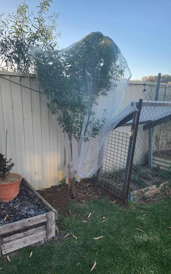 EnviroBug Tree Defender – Fruit Tree Netting for Bird and Insect - Image 6