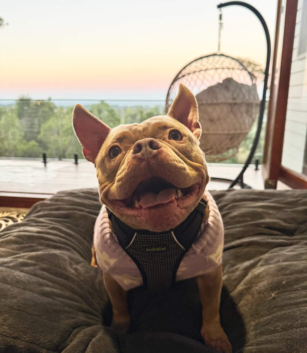 EnviroPup Classic Dog Harness – With Metal Tag - Image 3