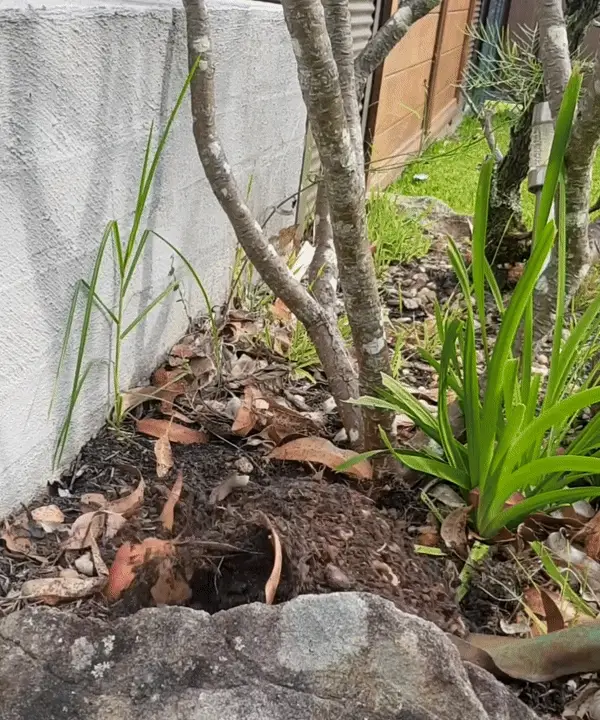 EnviroBug Powerful Solar Snake Repellers (8th Generation) - Image 6