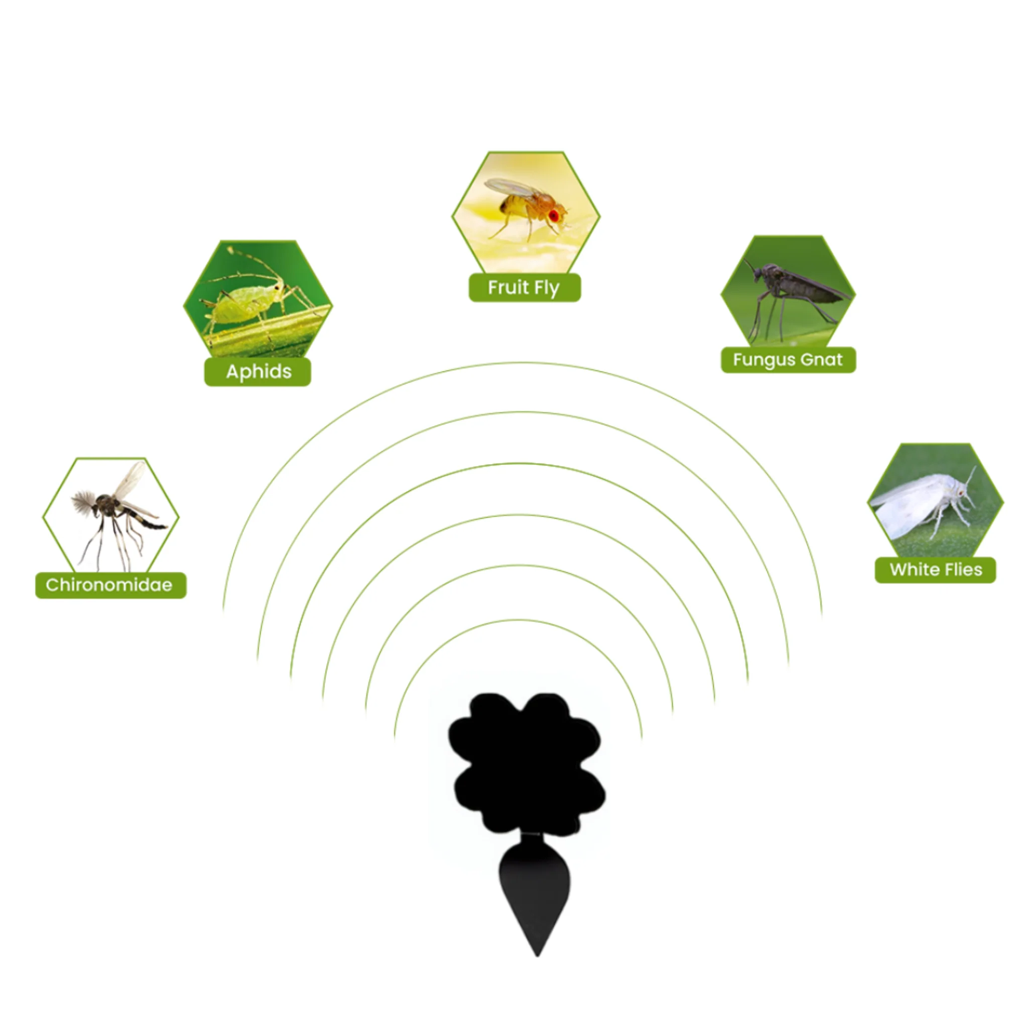 Super Sticky Gnat & Aphid Traps for Potted Plants - Black (12 Pack) - Image 5