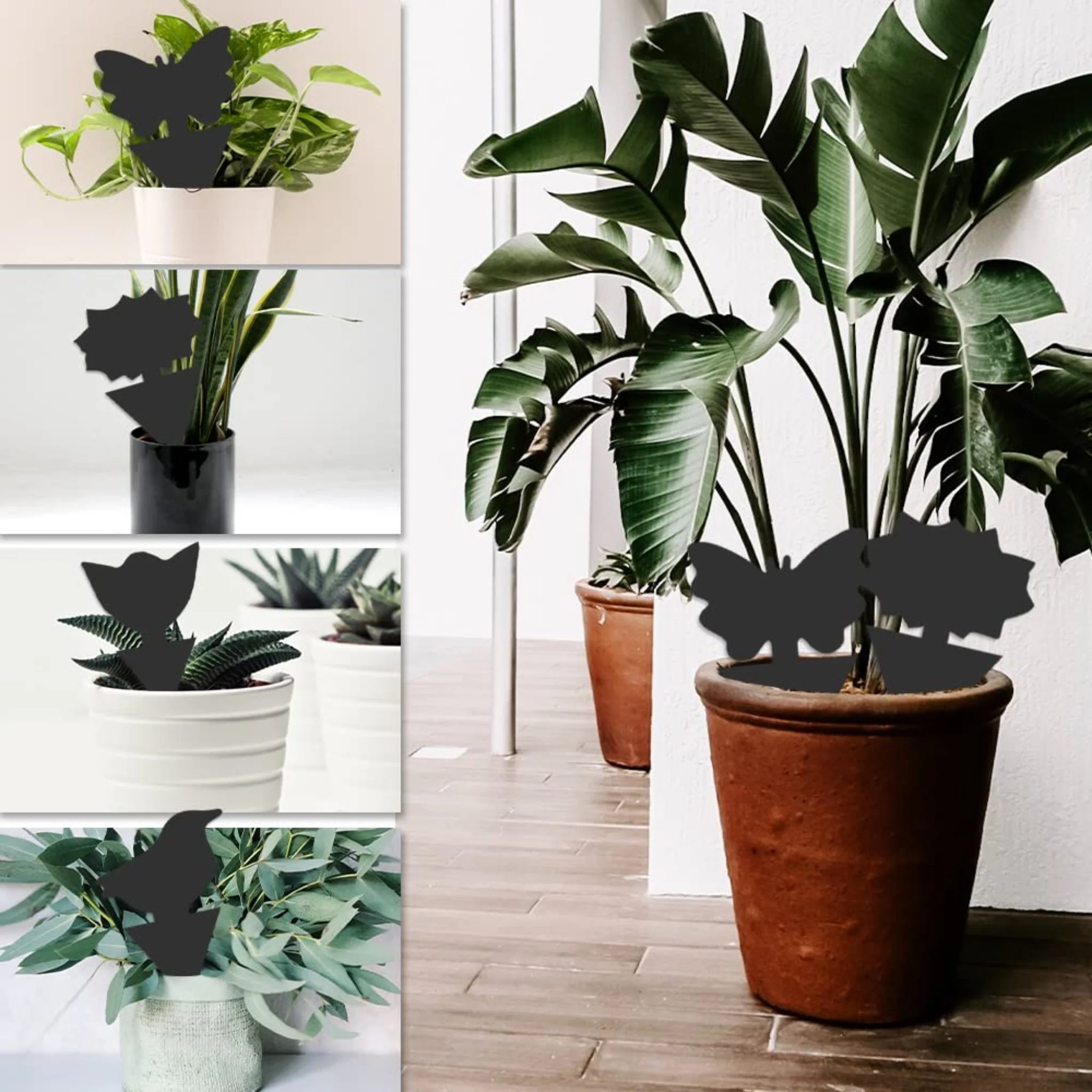 Super Sticky Gnat & Aphid Traps for Potted Plants - Black (12 Pack) - Image 7