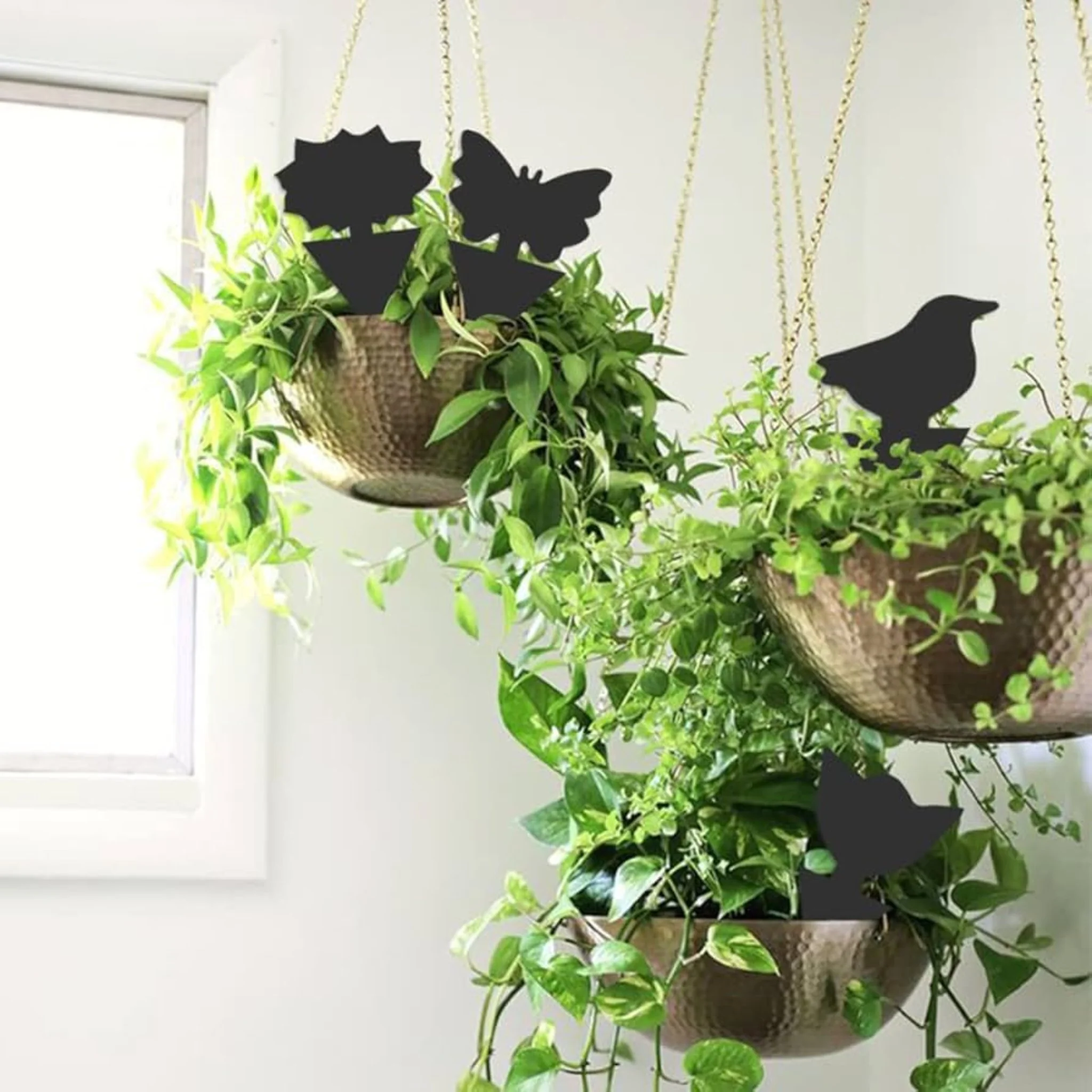 Super Sticky Gnat & Aphid Traps for Potted Plants - Black (12 Pack) - Image 8